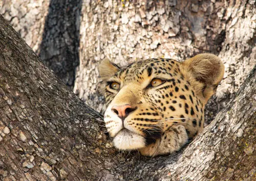 A young leopard up on a tree in Okavango Delta, Botswana. Sale of fine art picture of a good cause for a school in Kenya