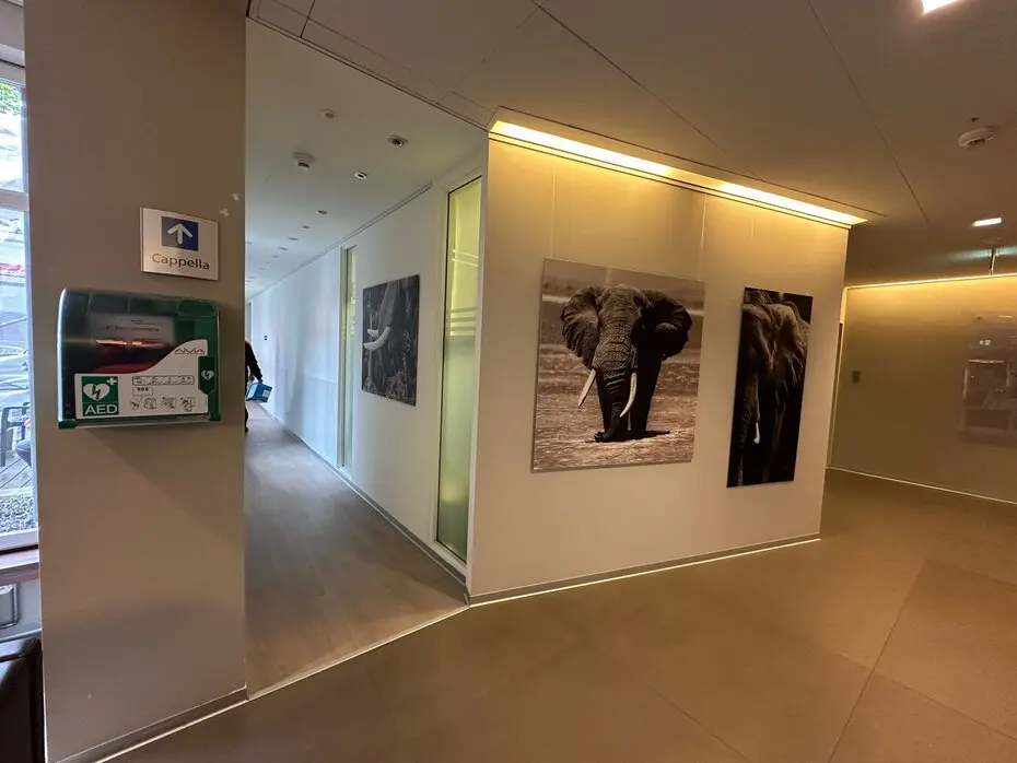 The elephant big pictures exhibition at Clinical Sant'Anna in sorengo during 2025