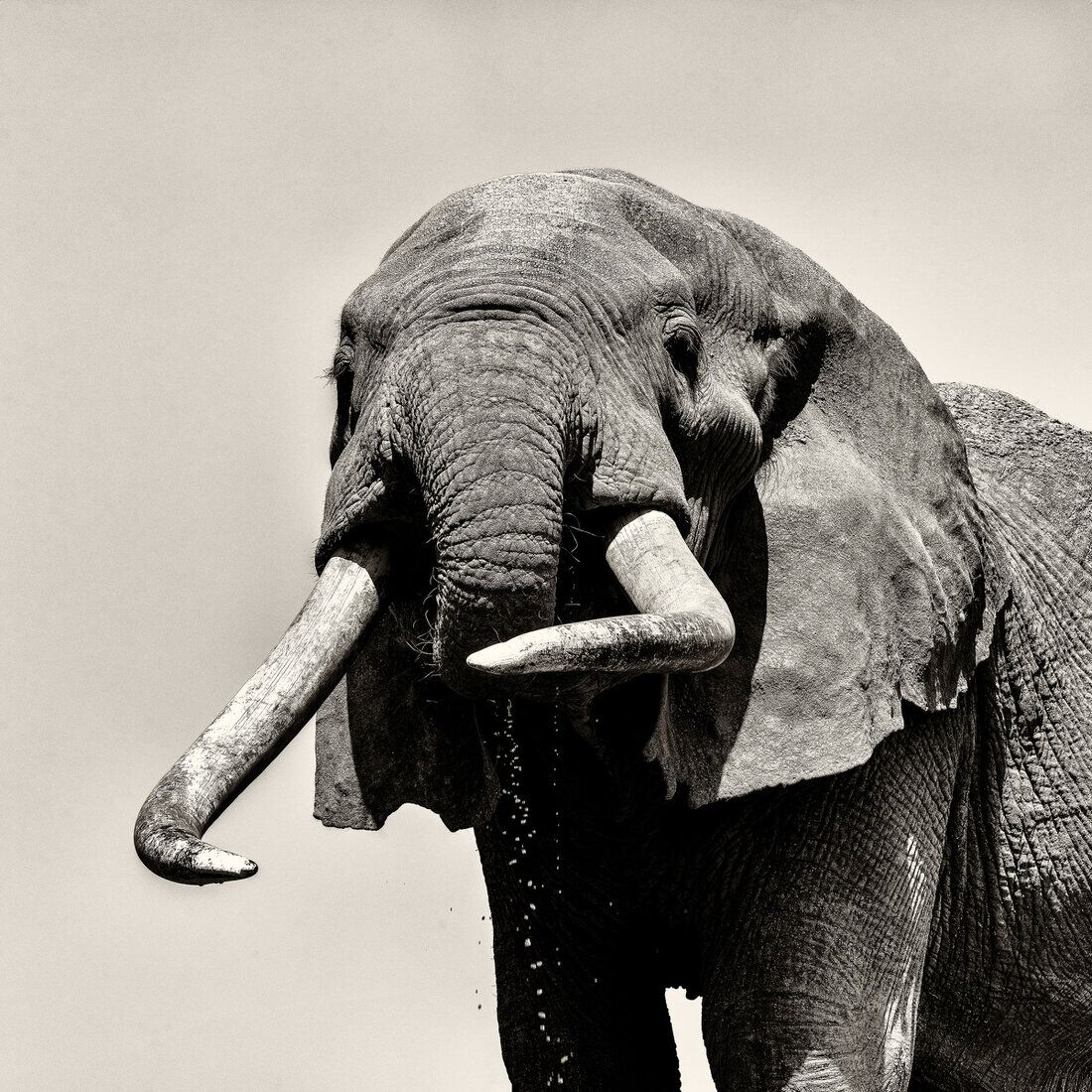 Black and white fine art photograph of a lone bull elephant in Amboseli