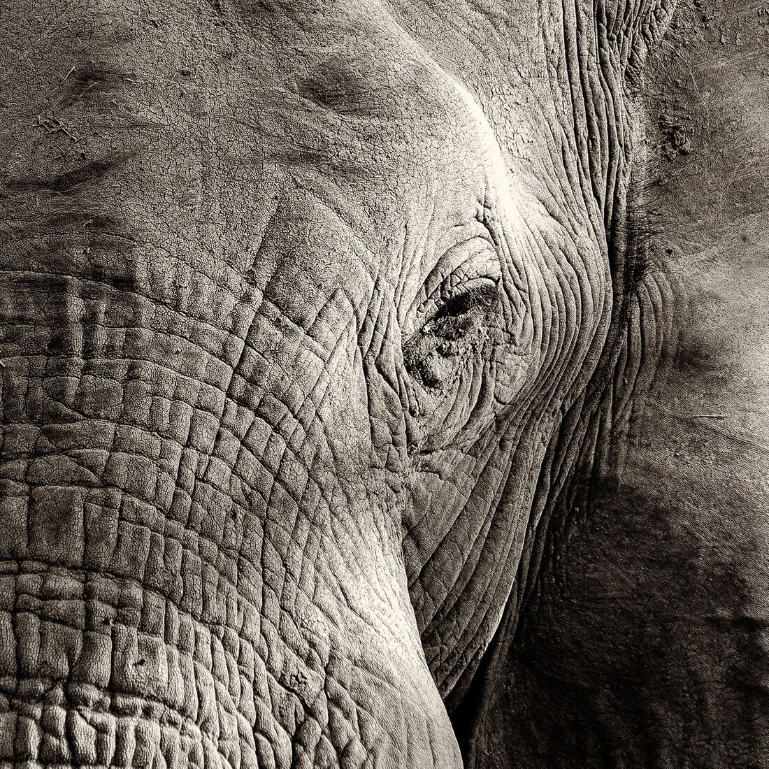 Wall with framed black and white elephant fine art prints