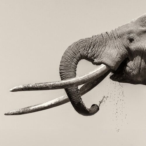 Big tusk Craig close encounter fine art pictures on sale at a limited edition