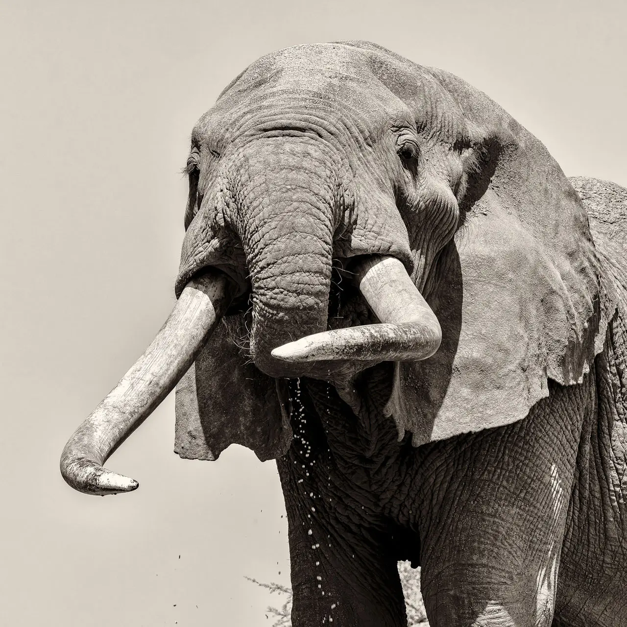 The big tusker of Amboseli National Par Craig fine art pictures available for sale for a cause in Kenya
