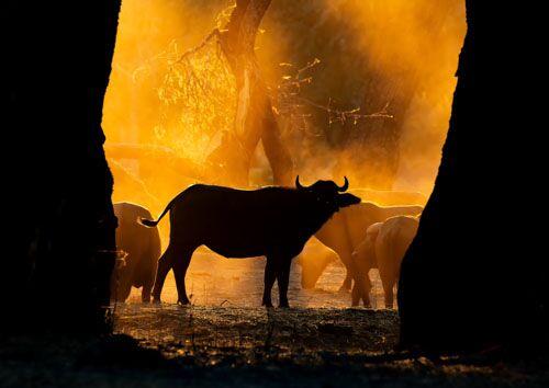 African buffalo herd moving at dawn in Mana Pools, Zimbabwe, fine art wildlife photography print