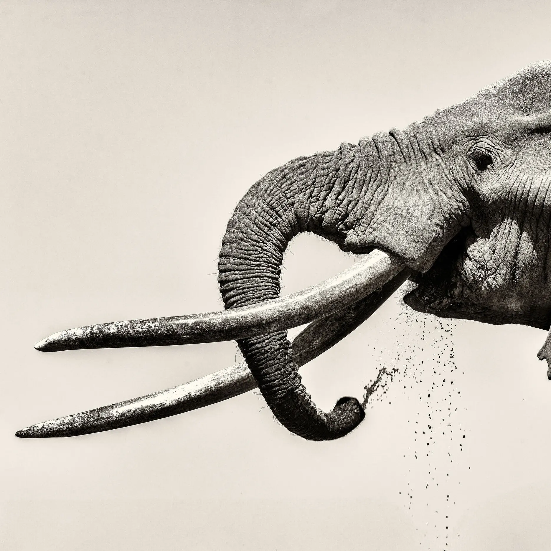 Black and white fine art photograph of a lone bull elephant in Amboseli
