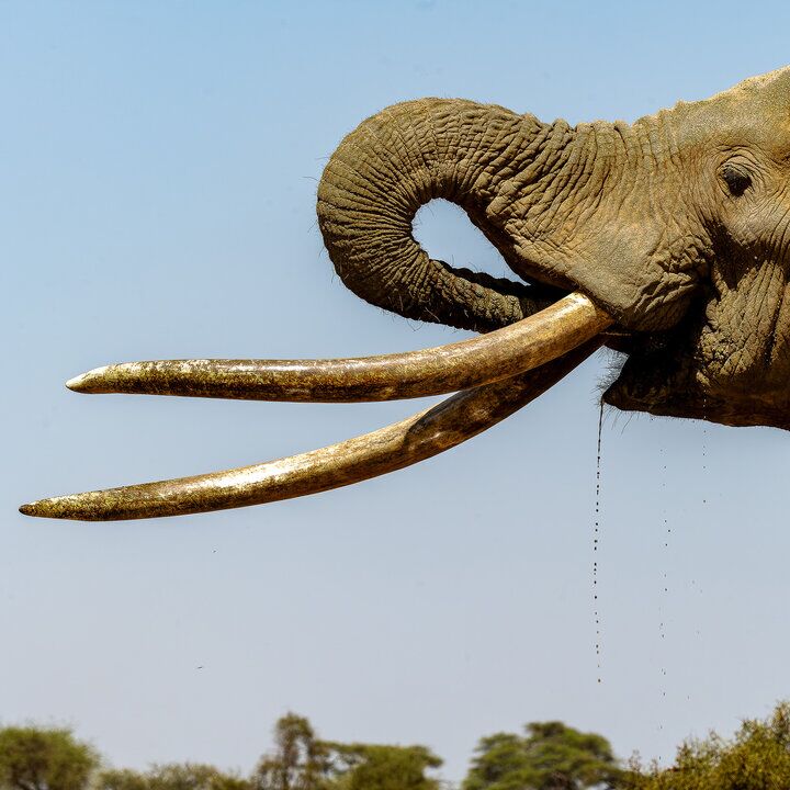 Craig big tusker of Amboseli colour fine art picture on sale for a purpouse