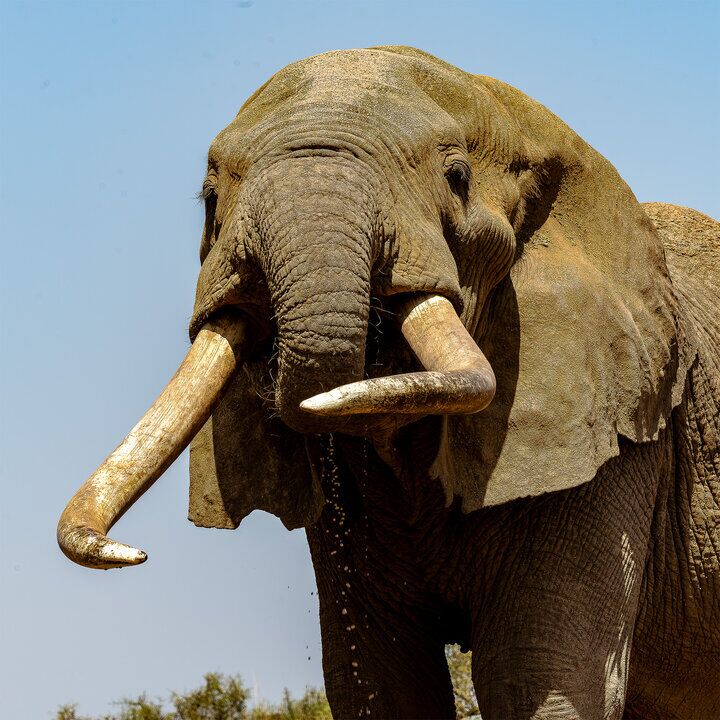 Craig big tusker of Amboseli colour fine art picture on sale for a purpouse