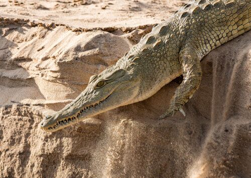 Crocodile diving into the Rufiji River in Tanzania, fine art African wildlife photography print