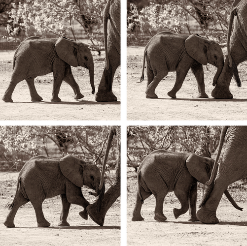 Collection of four fine art photographs showing an elephant cub following its mother in Mana Pools National Park, Zimbabwe