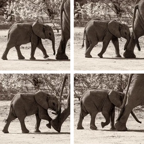 Collection of four fine art photographs showing an elephant cub following its mother in Mana Pools National Park, Zimbabwe