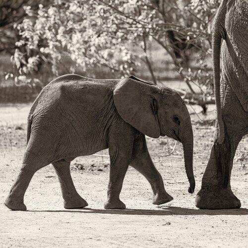 Black and white sepia fine art photograph of an elephant cub raising its trunk while following its mother in Mana Pools Zimbabwe