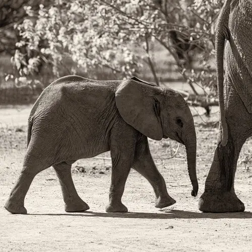 Black and white sepia fine art photograph of an elephant cub raising its trunk while following its mother in Mana Pools Zimbabwe