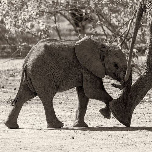 Sepia toned black and white photograph of elephant cub with relaxed trunk walking behind its mother in Zimbabwe