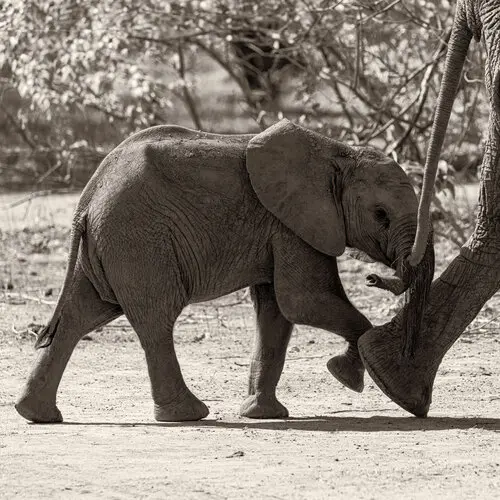 Sepia toned black and white photograph of elephant cub with relaxed trunk walking behind its mother in Zimbabwe