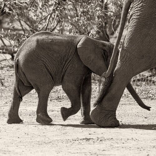Black and white sepia fine art picture on sale showing an elephant cub raising its trunk while following its mother in Mana Pools