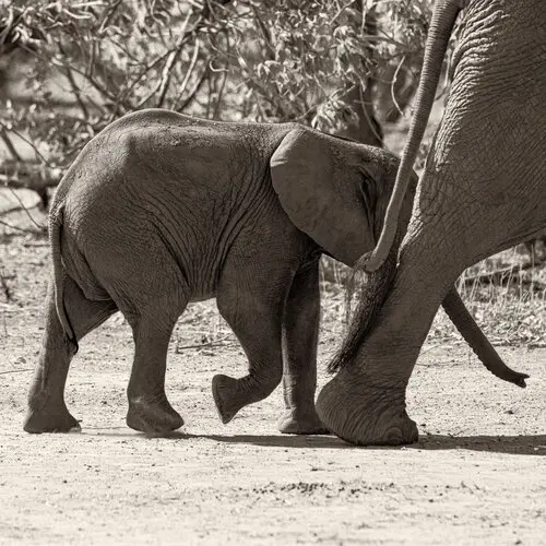 Black and white sepia fine art picture on sale showing an elephant cub raising its trunk while following its mother in Mana Pools
