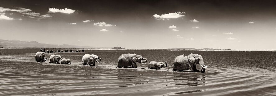 Two elephant herds crossing a shallow lake in Amboseli, fine art African wildlife photography print
