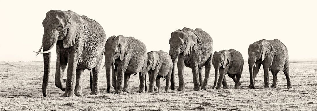 Sepia-toned fine art photograph of an elephant family walking through dust in Tsavo