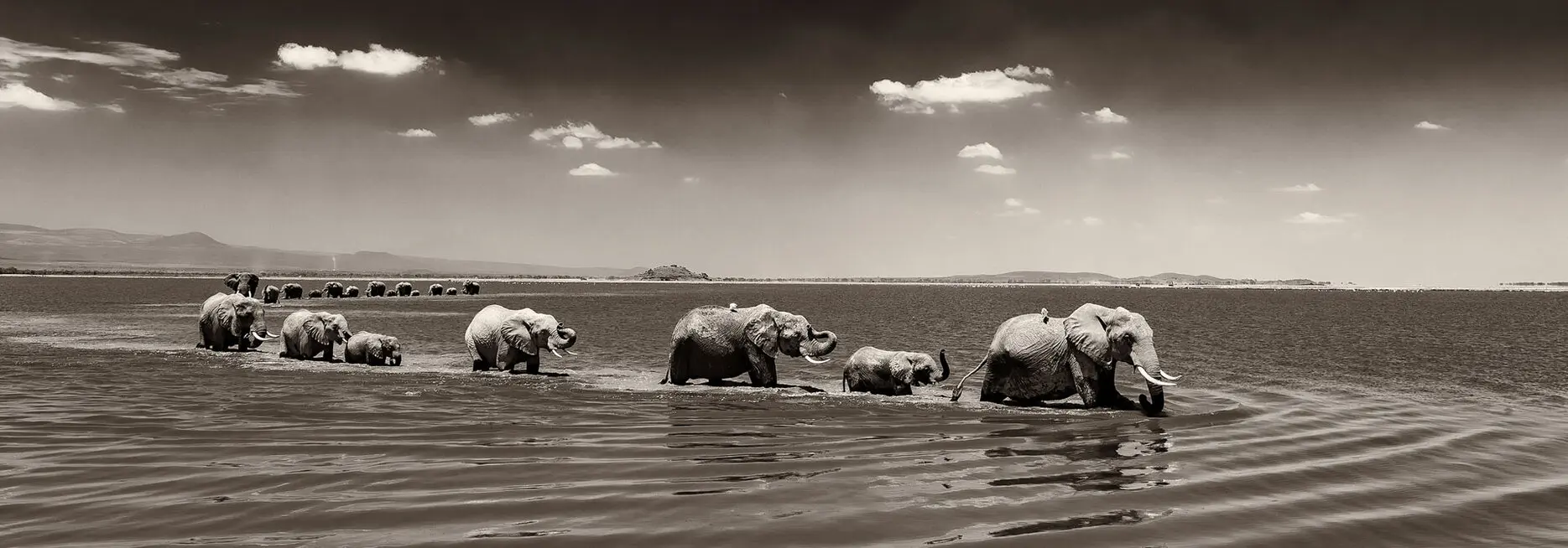 Two elephants herds are crossing the Amboseli lake. Unique fine art picture on sale for a cause