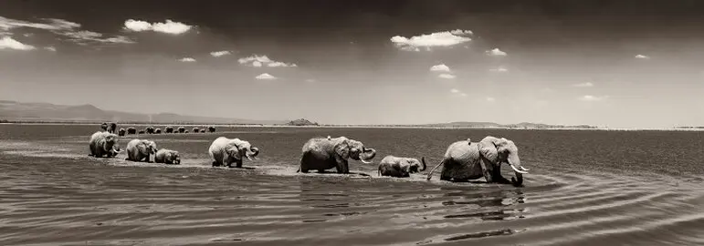 Two elephant families are crossing the amboseli lake. Fine art picture black and white on sale for a good cause in Kenya