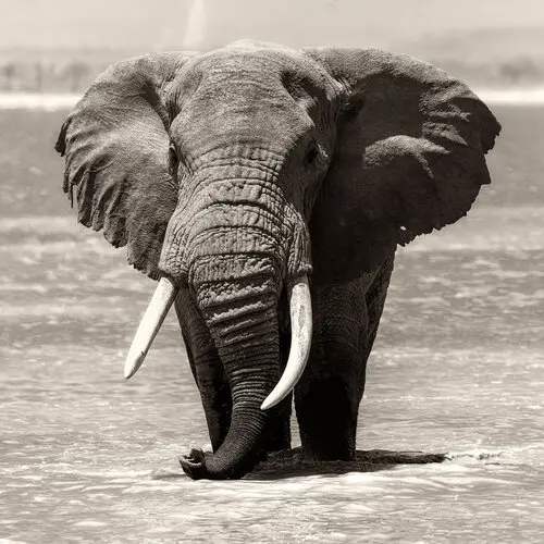 A big elephant matriarc picture available for sale for a cause in Kenya