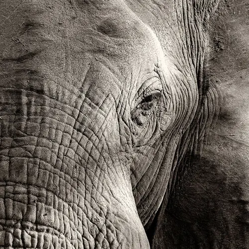 elephant portrait in black and white with a close view