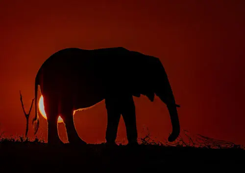 A male elephant with the sun behind and and incredible reddish sky at Lake Kariba. Picture on sale for a cause