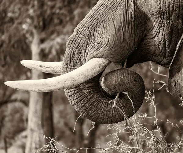 Elephant tusk details in Mana Pools National Park, Zimbabwe. Sale of fine art picture of a good cause for a school in Kenya