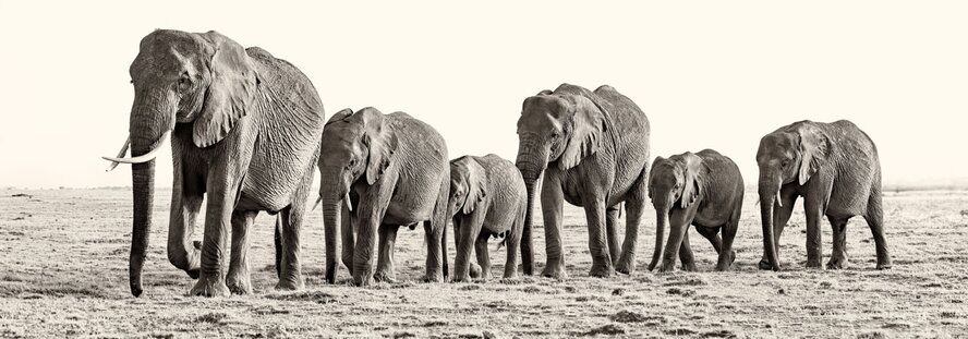 Elephant family walking in line across Amboseli, fine art African wildlife photography print