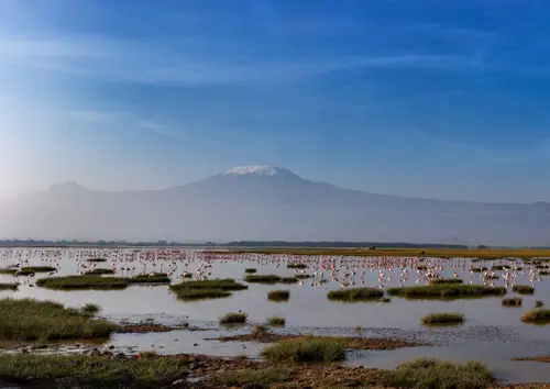 Just after sunset a group of lesser flamingos in Amboseli national park with the Kilimanjaro in the background. Picture on sale for a good cause in Kenya