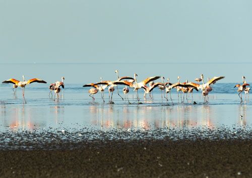 Lesser flamingos in late afternoon light at Lake Natron, Tanzania, fine art wildlife photography print