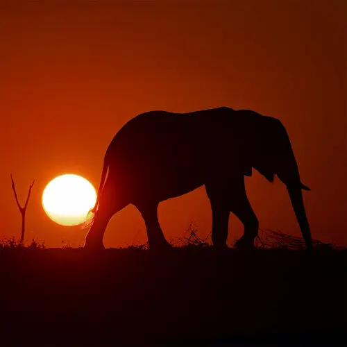 Backlit elephant walking along the shore of Lake Kariba at sunset, glowing outline against a deep red and amber sky