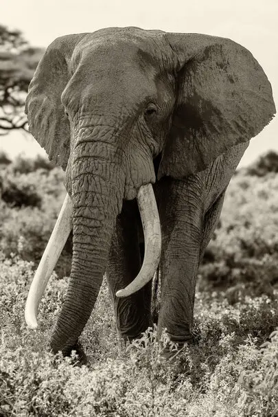 Fine art photography in black and white (sepia) of Craig, the super tusker that died the 3rd of January 2026 at the age of 54 years.