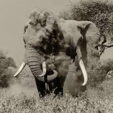 Fine art photography in black and white (sepia) of Craig, the super tusker that died the 3rd of January 2026 at the age of 54 years.