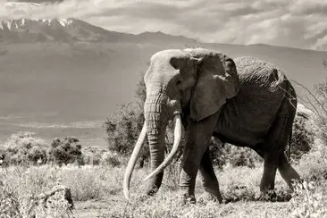 Fine art photography in black and white (sepia) of Craig, the super tusker that died the 3rd of January 2026 at the age of 54 years.