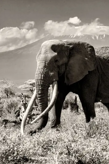 Fine art photography in black and white (sepia) of Craig, the super tusker that died the 3rd of January 2026 at the age of 54 years.