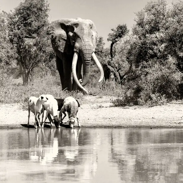 Fine art photography in black and white (sepia) of Craig, the super tusker that died the 3rd of January 2026 at the age of 54 years.