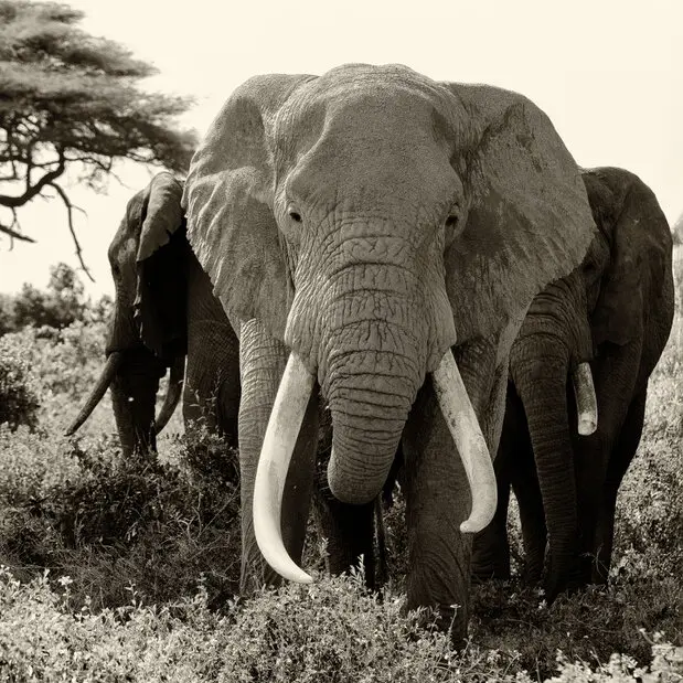 Fine art photography in black and white (sepia) of Craig, the super tusker that died the 3rd of January 2026 at the age of 54 years.